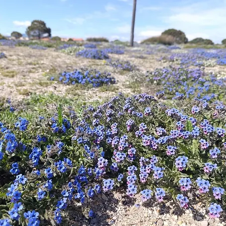 T2 Vue Palm Apartmán